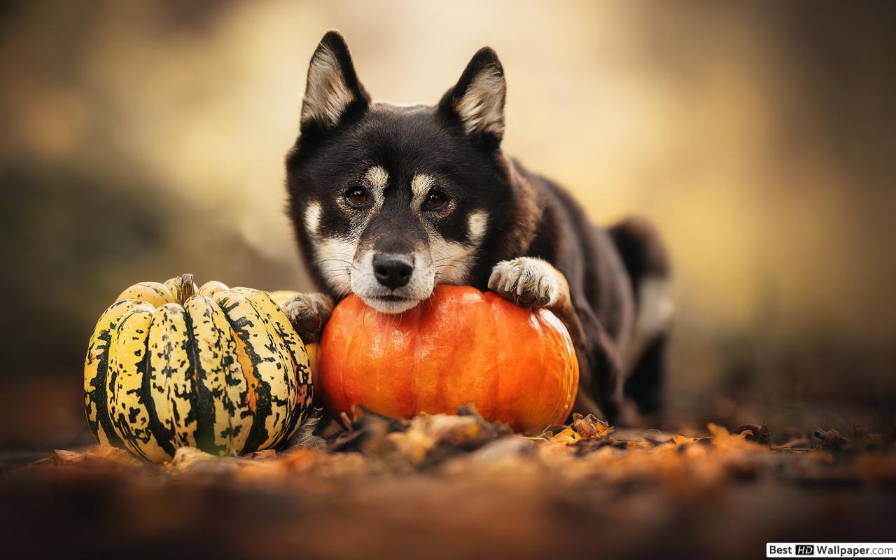 Puppy Halloween Wallpapers