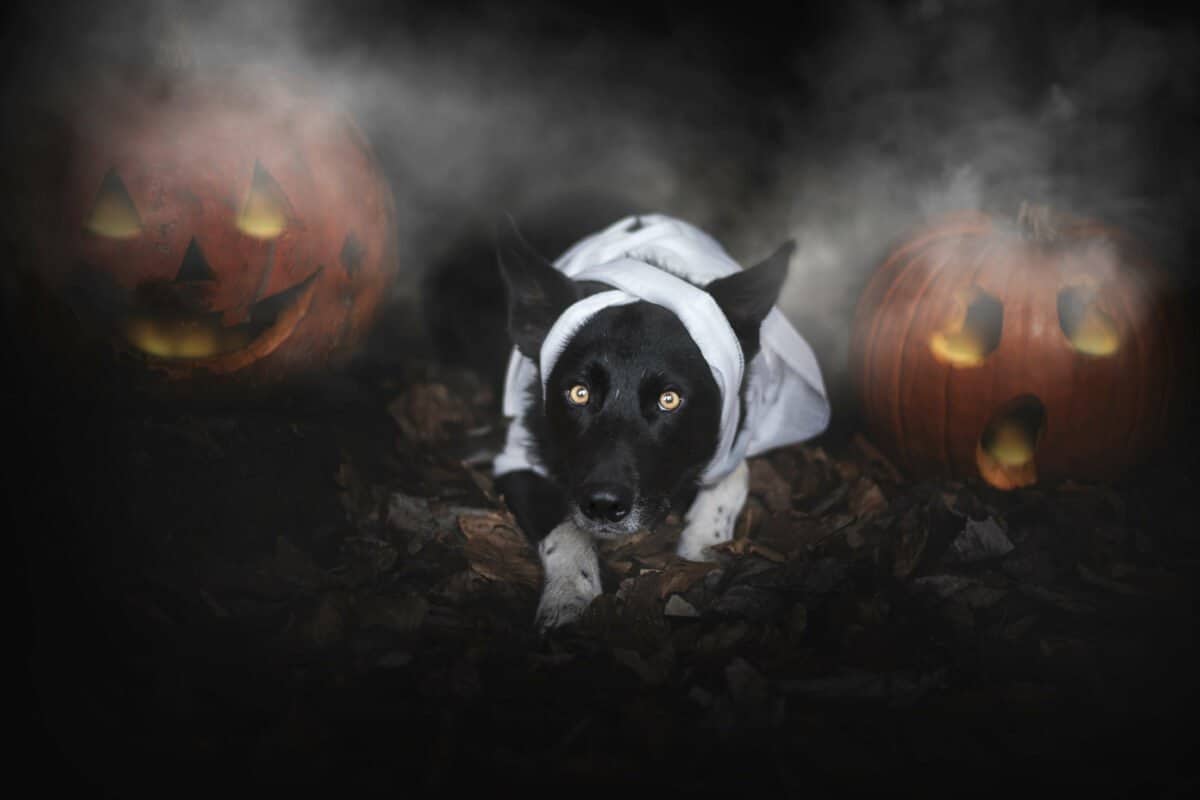 Puppy Halloween Wallpapers