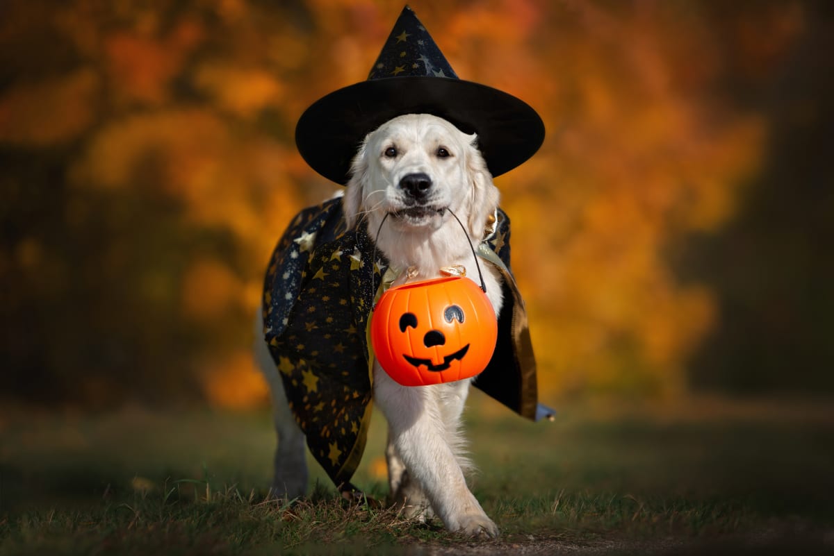 Puppy Halloween Wallpapers