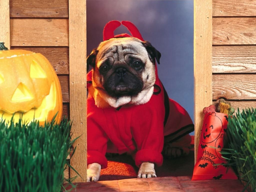 Puppy Halloween Wallpapers