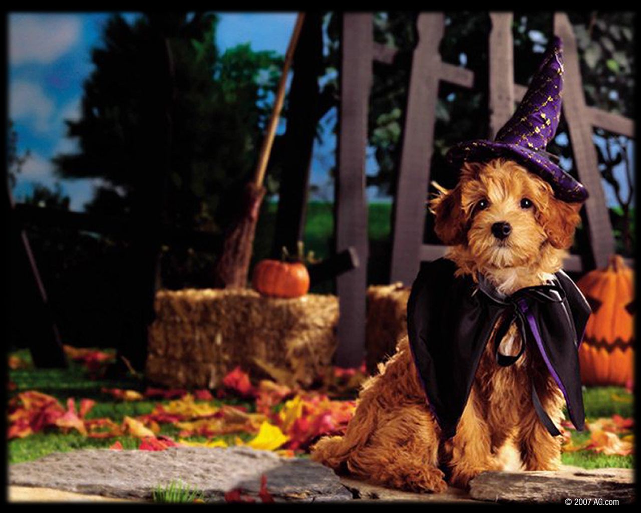 Puppy Halloween Wallpapers