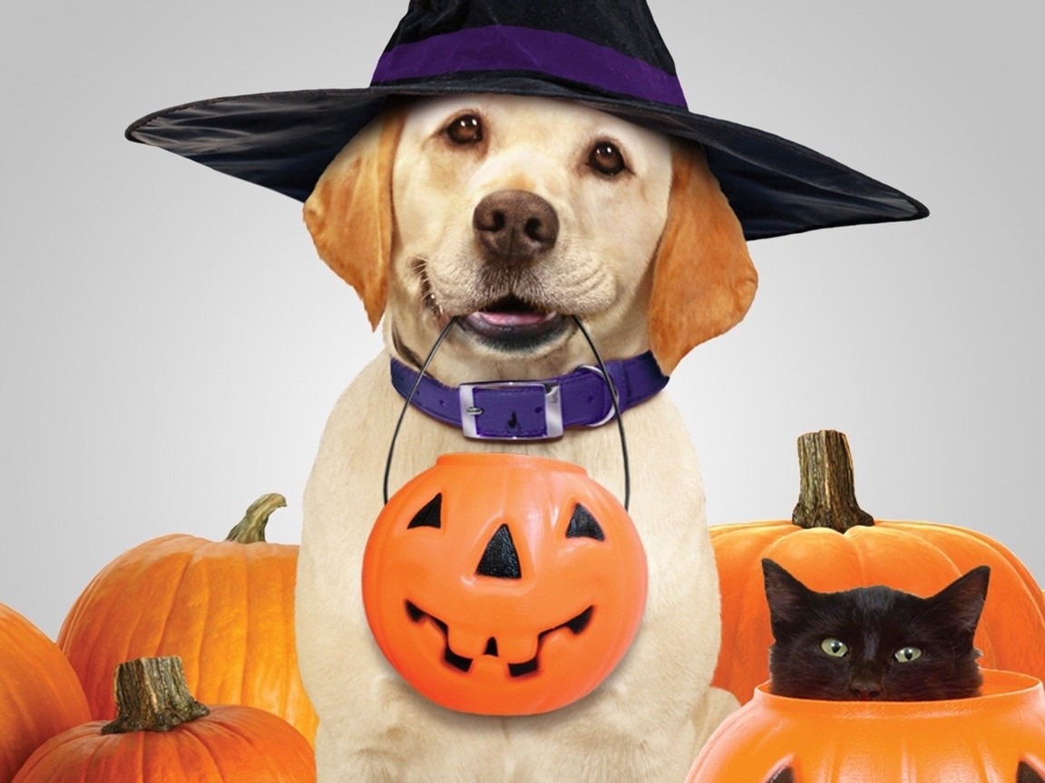 Puppy Halloween Wallpapers