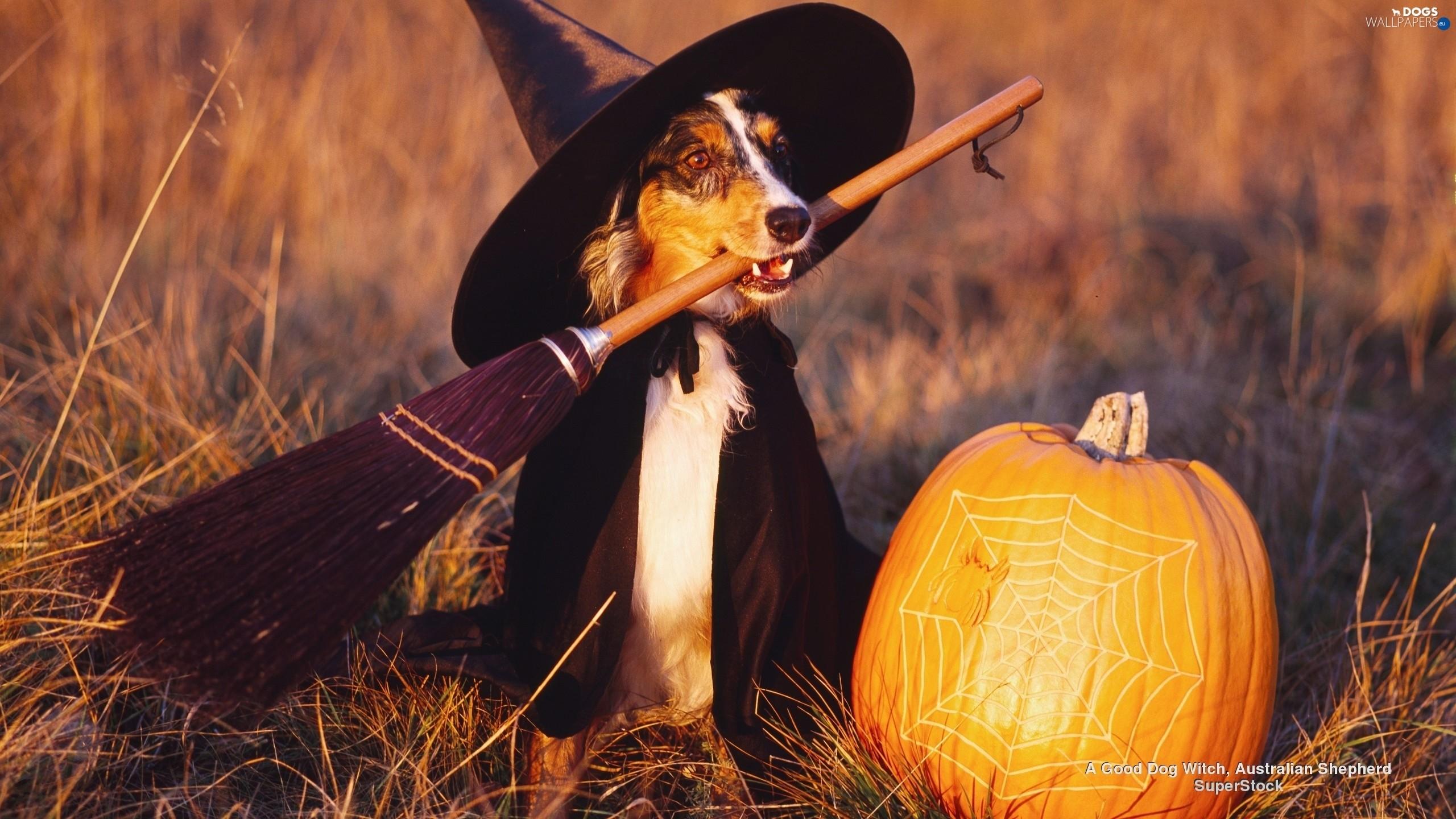 Puppy Halloween Wallpapers