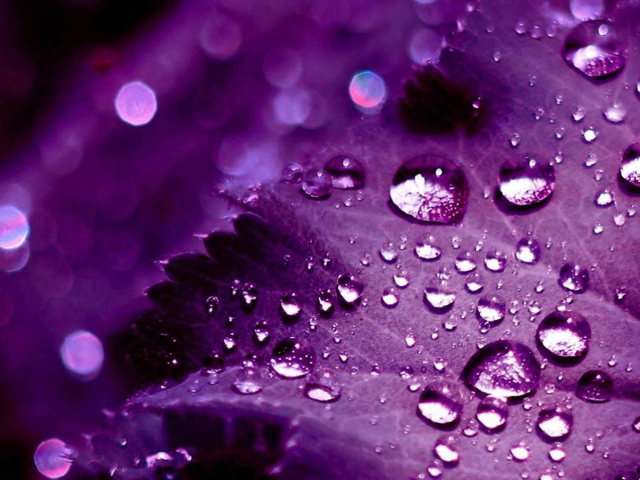 Purple 3D Wallpapers