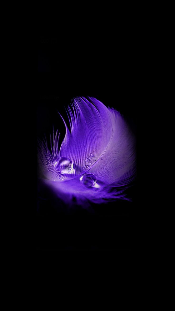 Purple Feathers Wallpapers