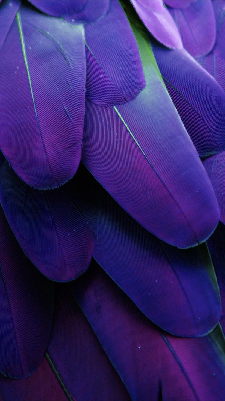 Purple Feathers Wallpapers