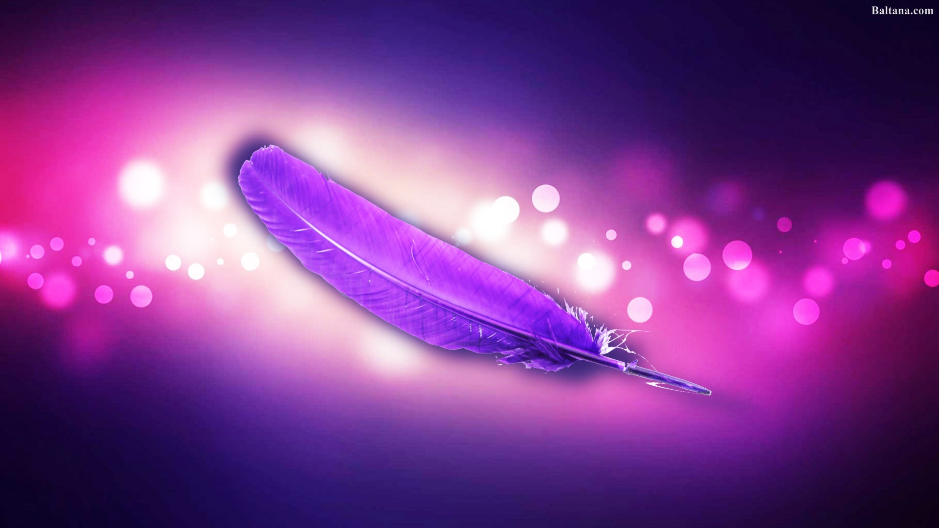 Purple Feathers Wallpapers