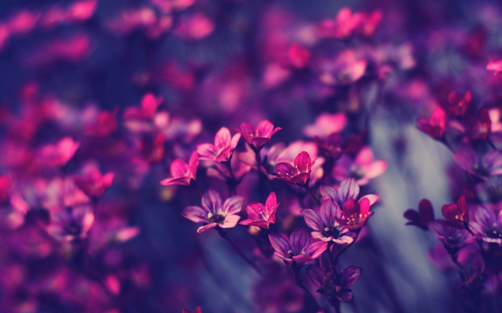 Purple Flower Wallpapers