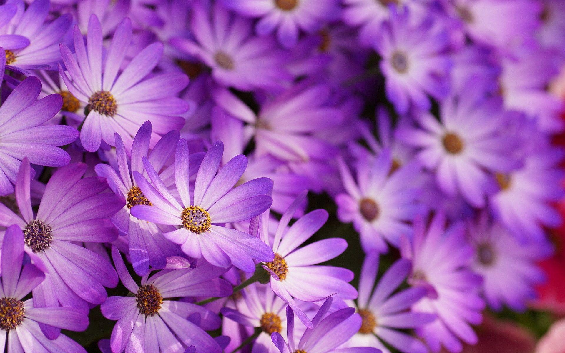 Purple Flower Wallpapers