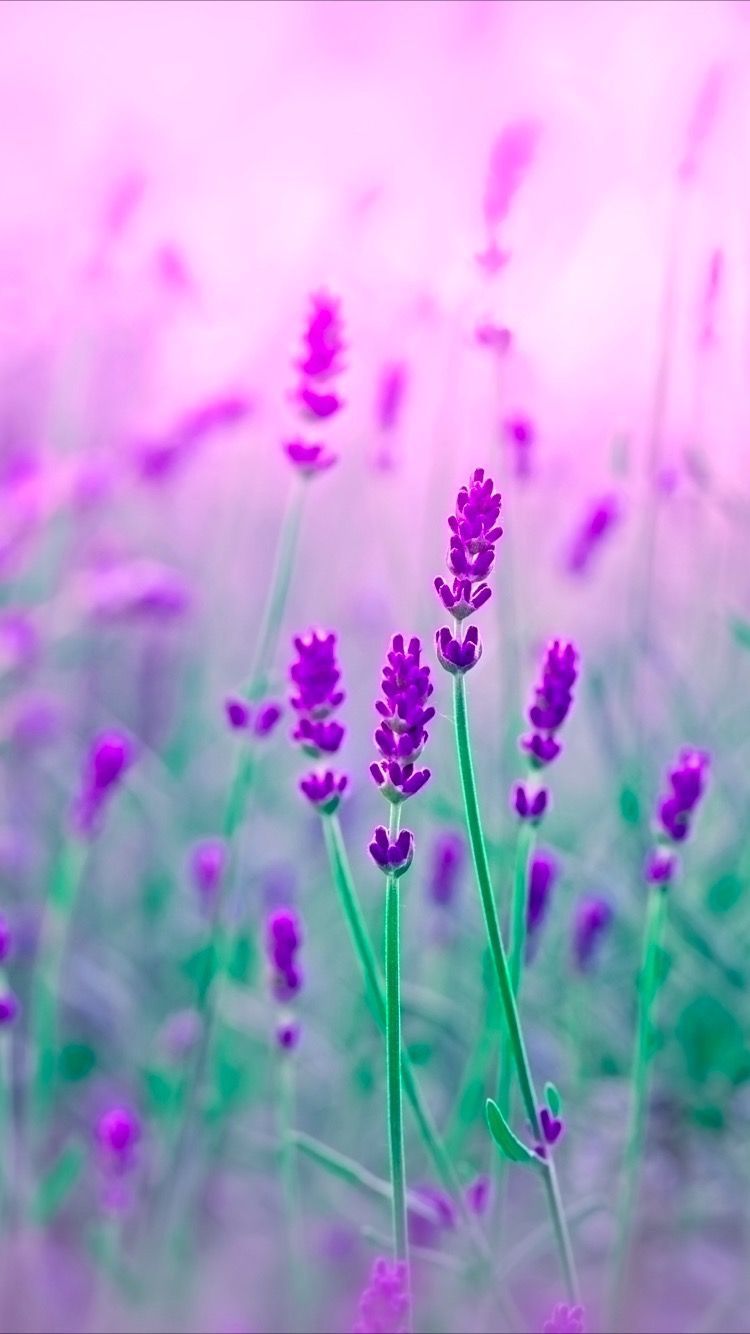 Purple Flower Wallpapers