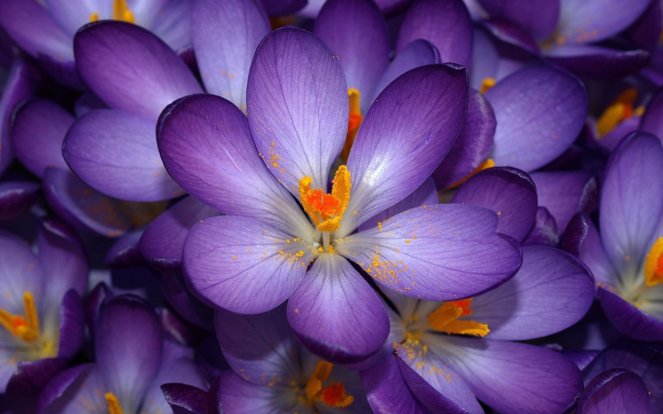 Purple Flower Wallpapers