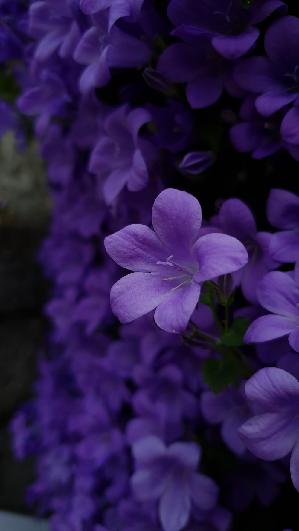 Purple Flower Wallpapers