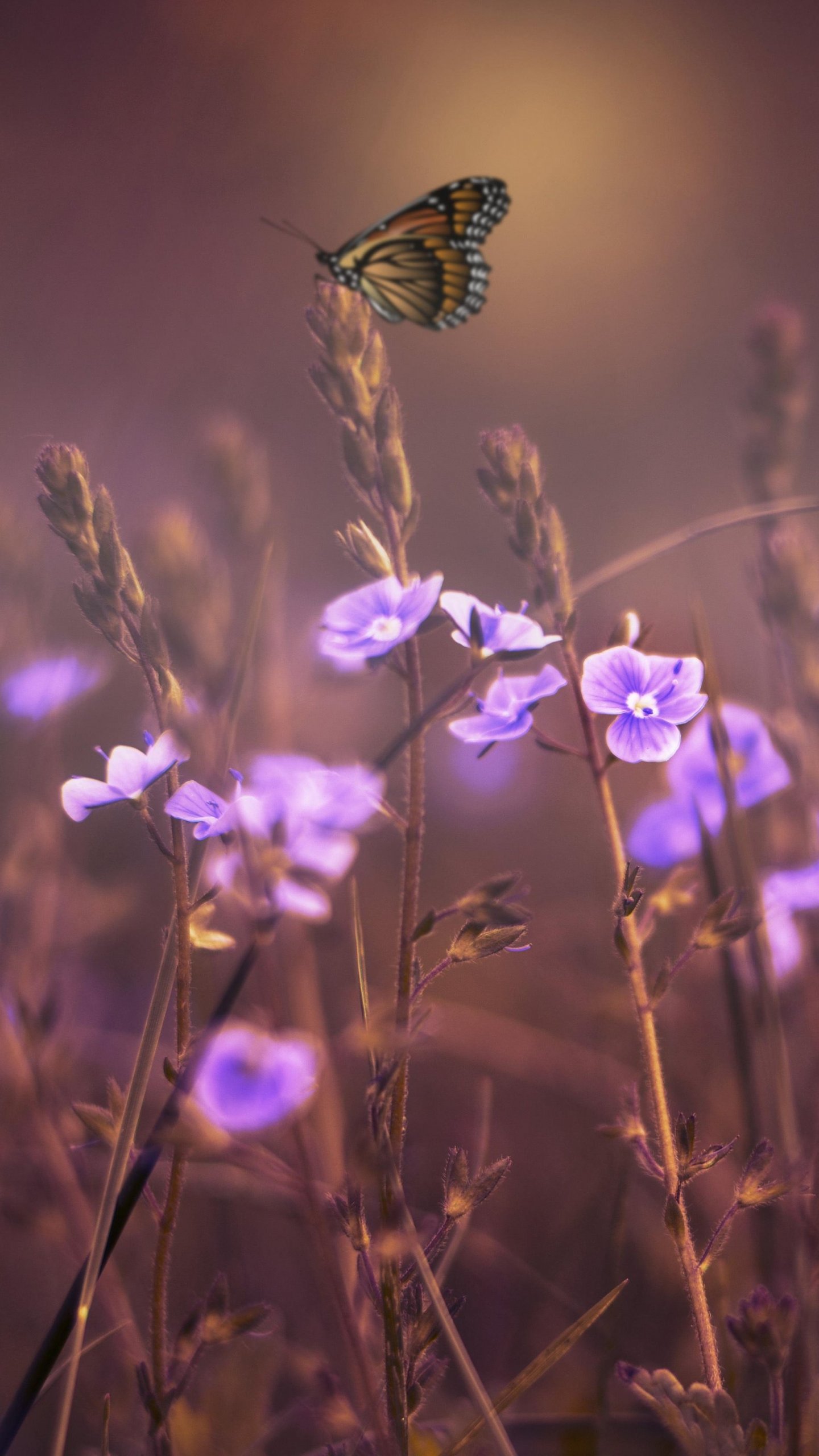 Purple Flower Wallpapers