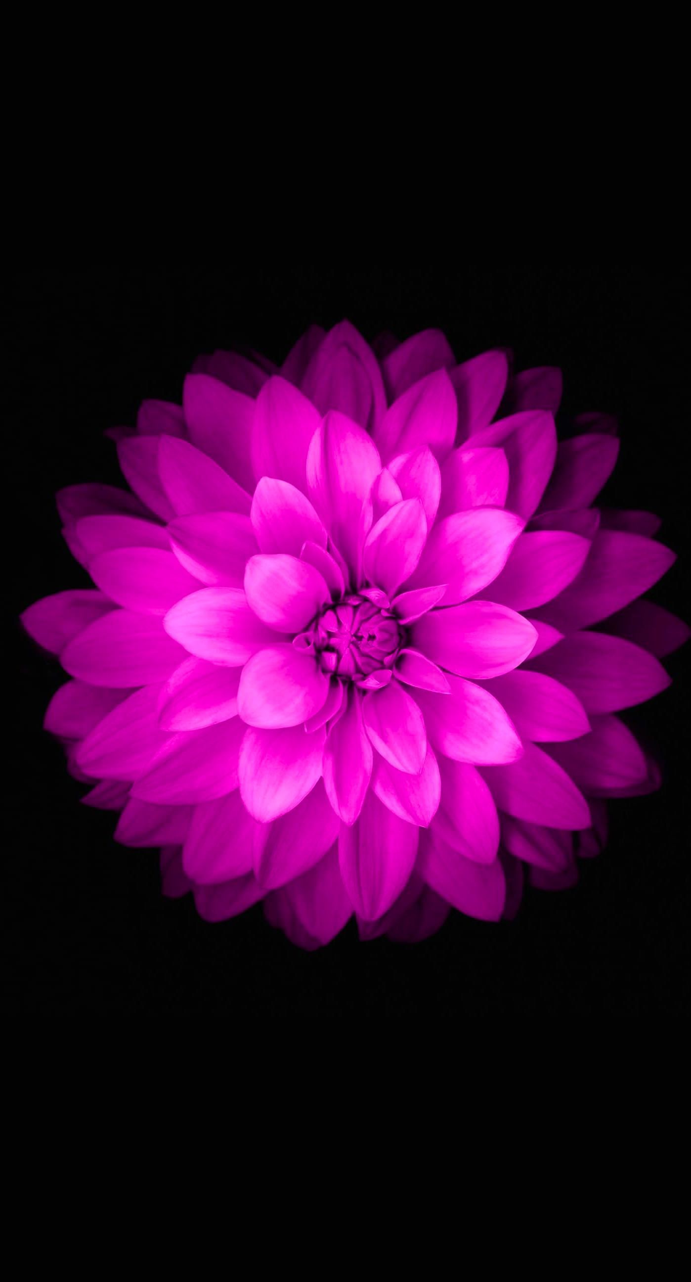 Purple Flower Wallpapers