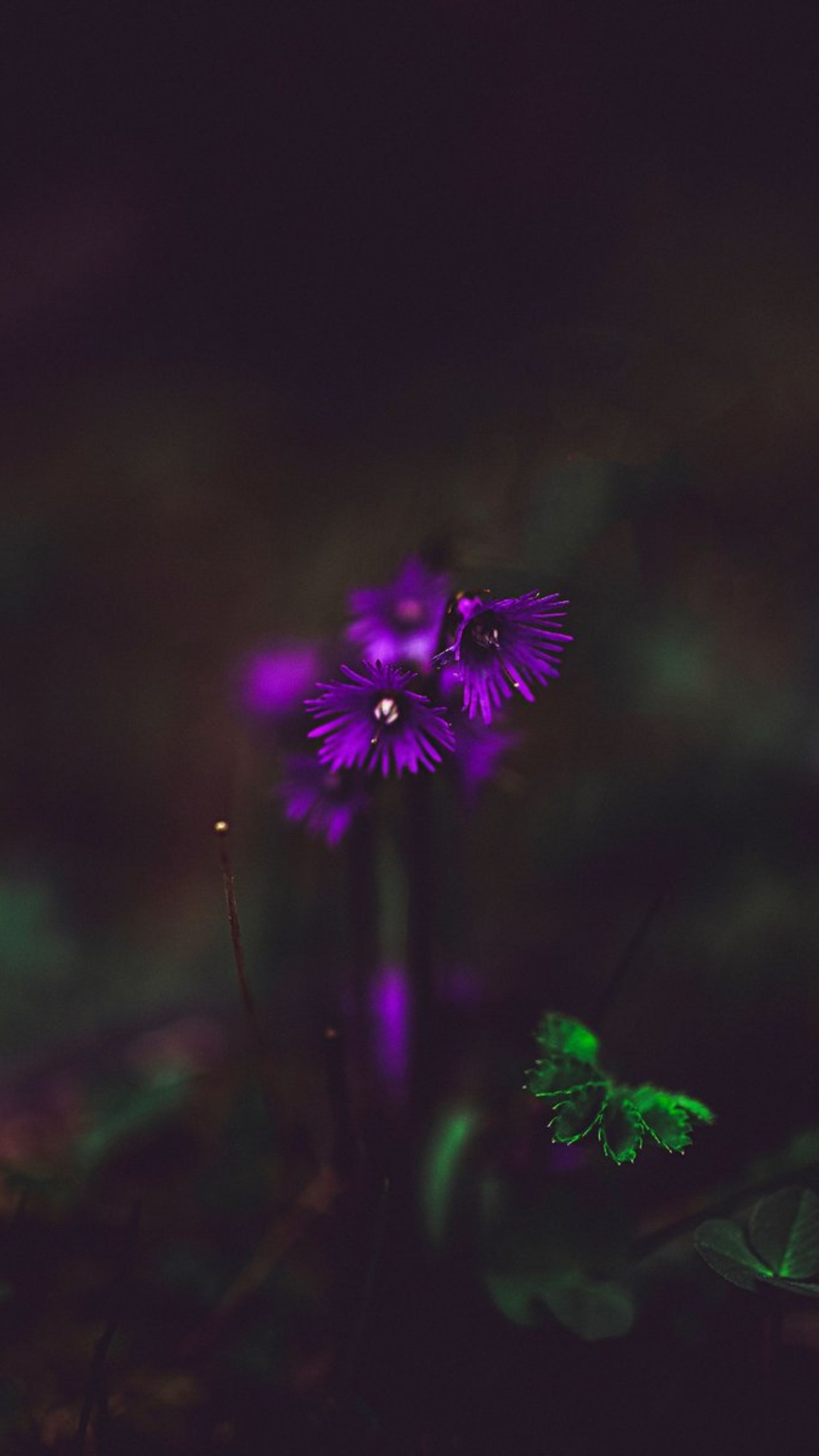 Purple Flower Wallpapers