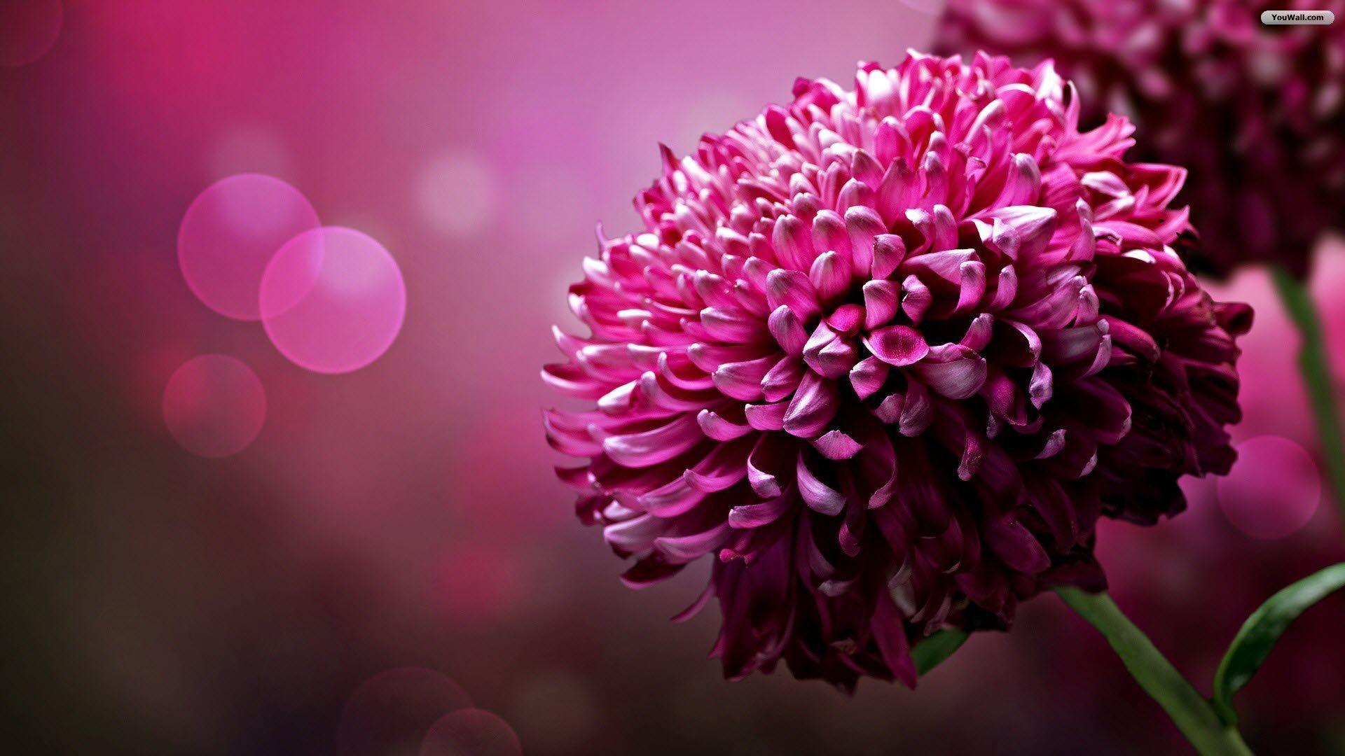 Purple Flower Wallpapers