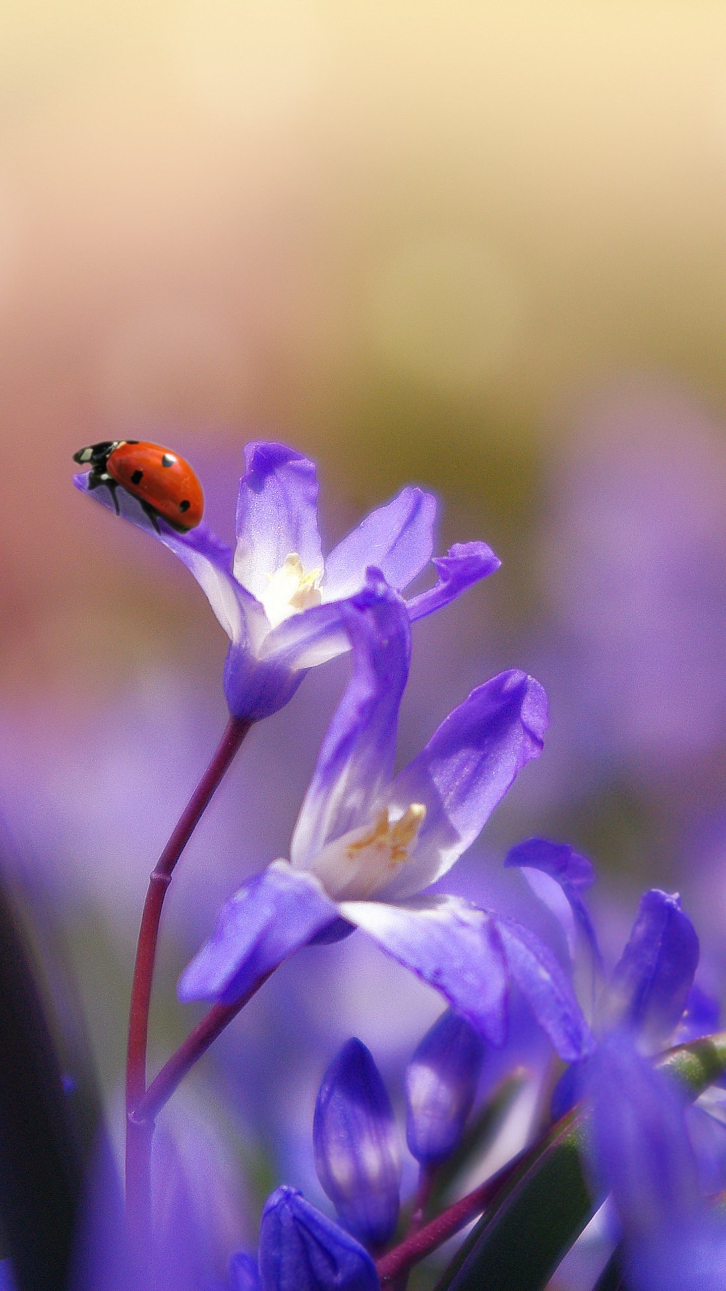 Purple Flower Wallpapers