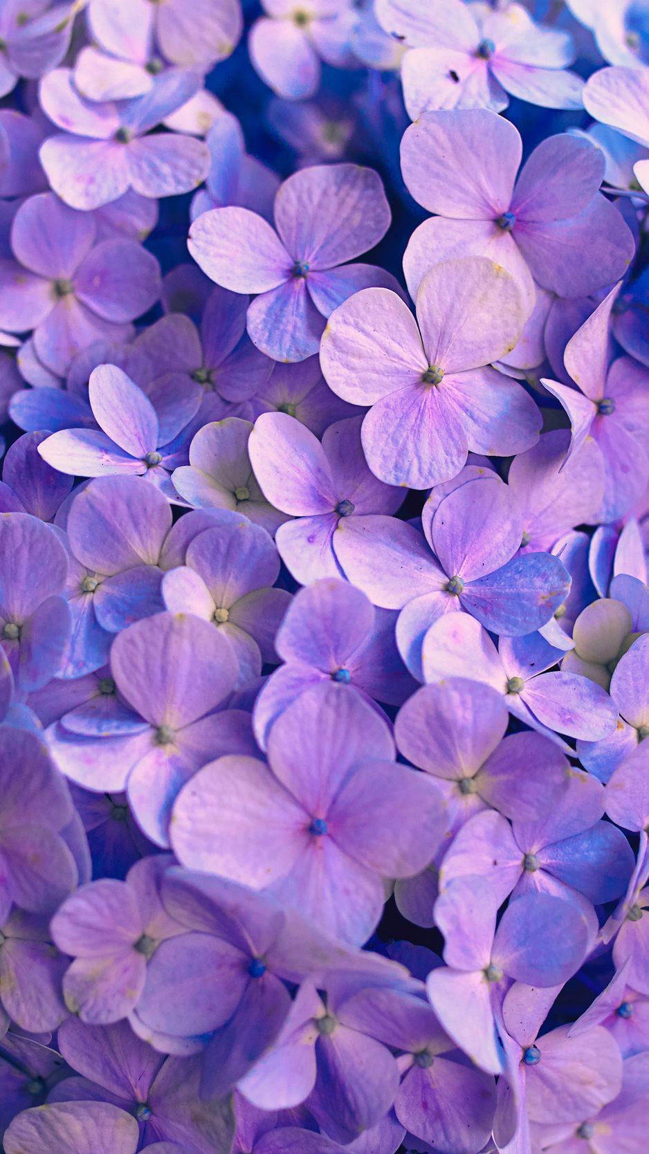 Purple Hydrangea Wallpapers