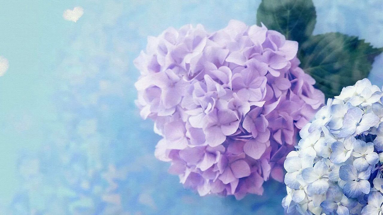 Purple Hydrangea Wallpapers