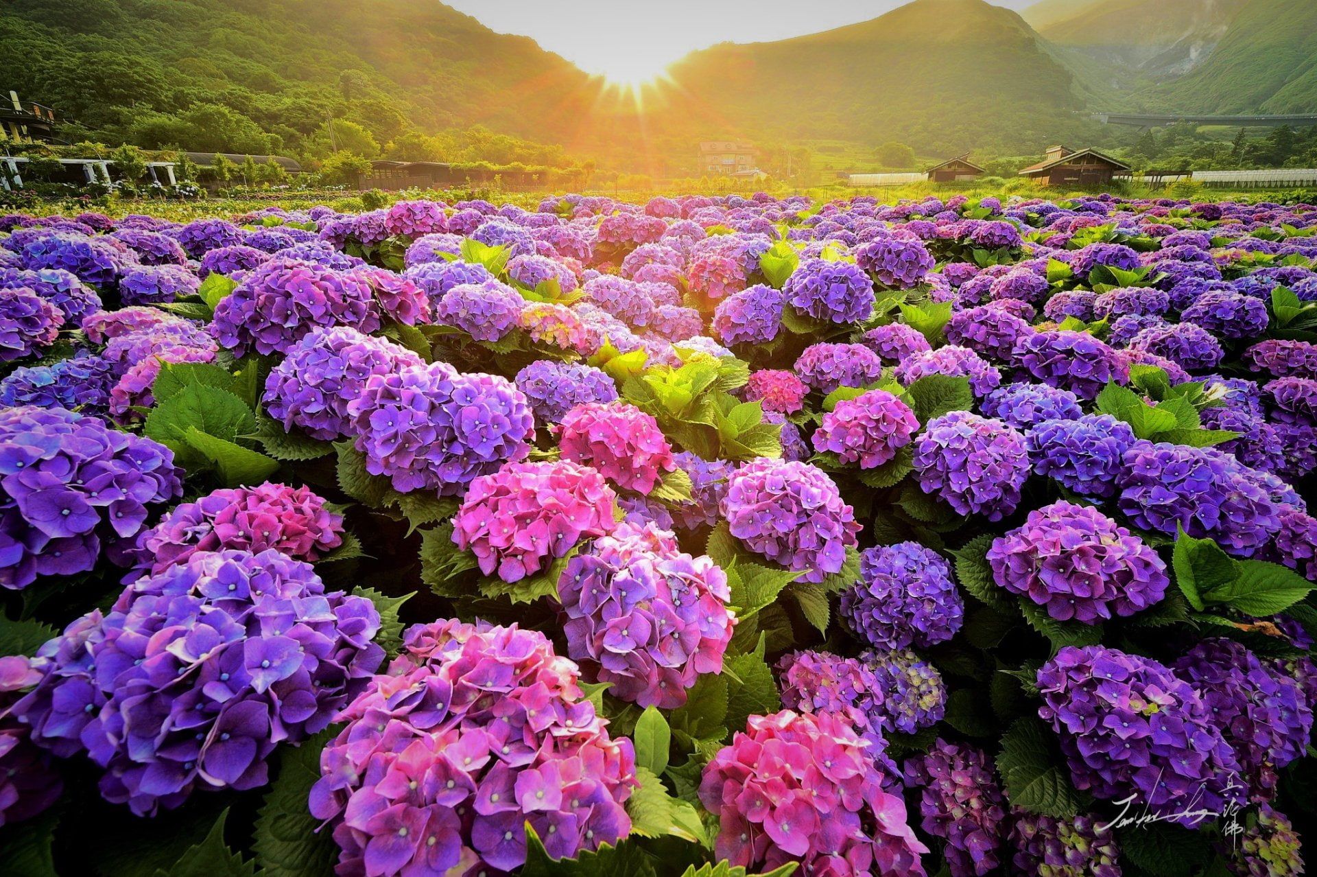 Purple Hydrangea Wallpapers