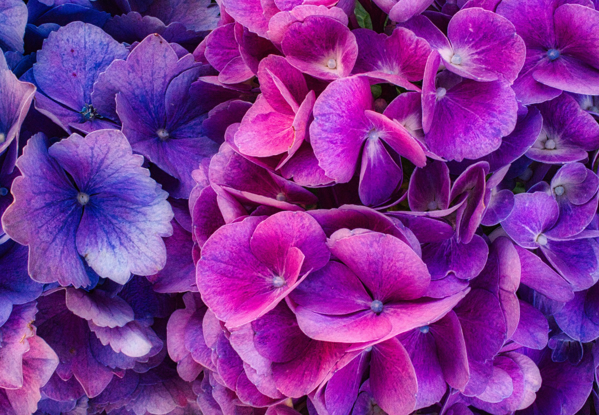 Purple Hydrangea Wallpapers