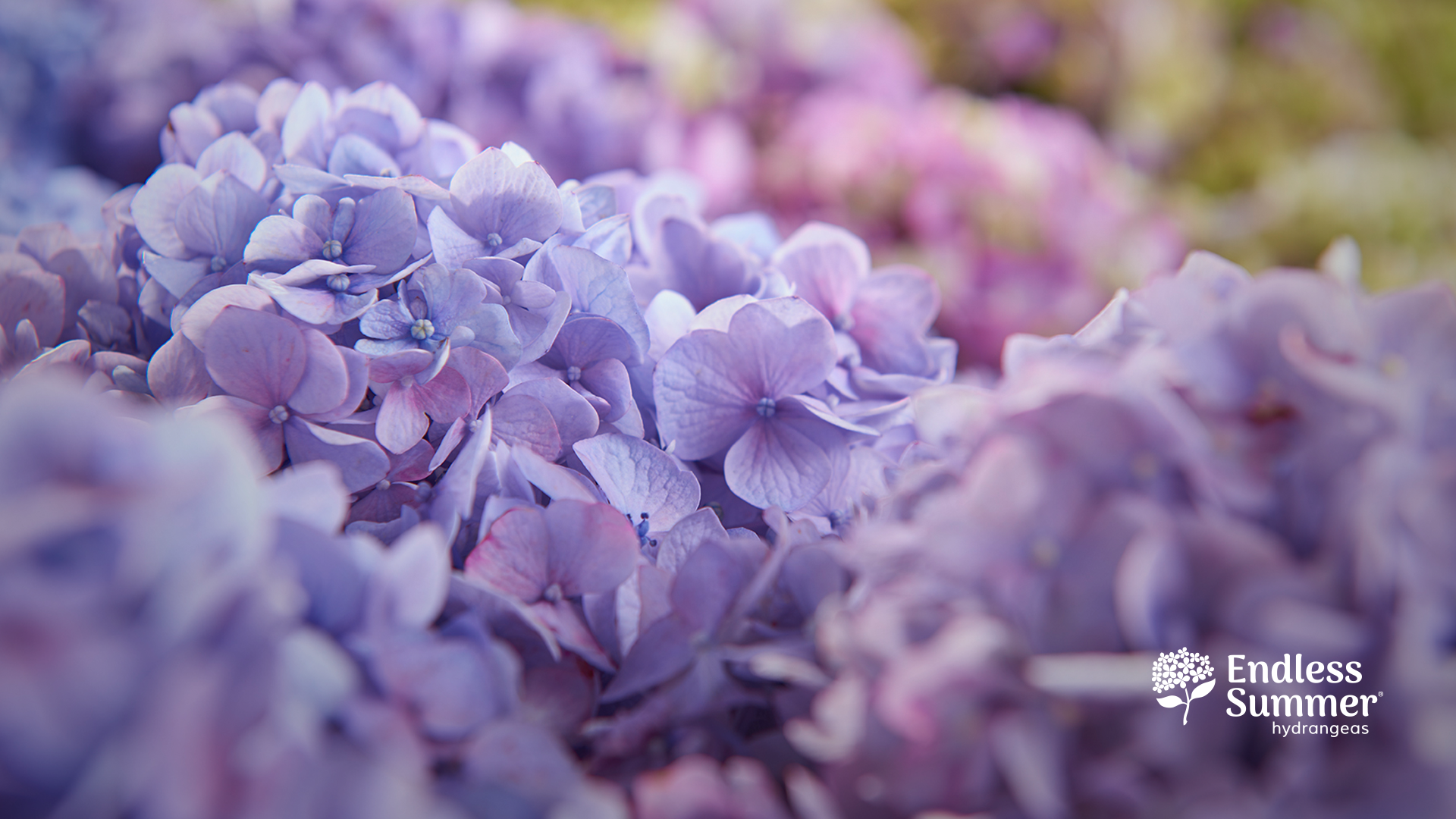 Purple Hydrangea Wallpapers