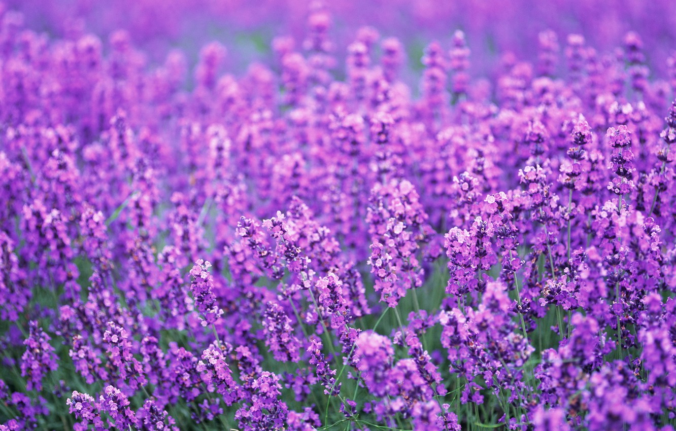 Purple Lavender Wallpapers