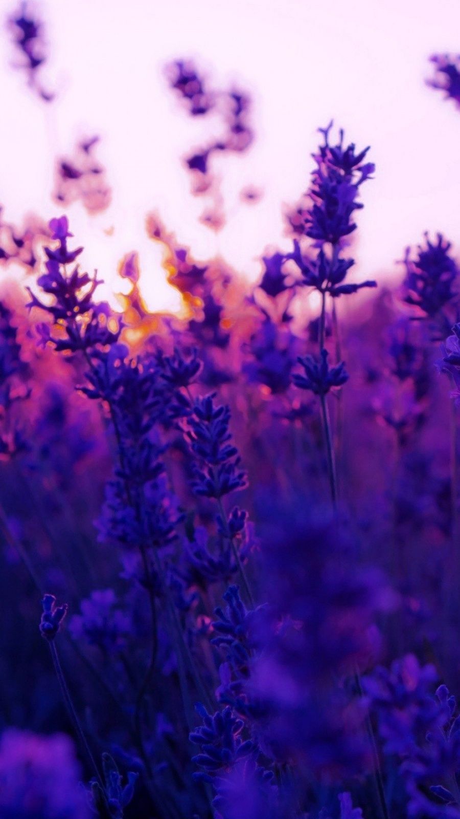 Purple Lavender Wallpapers