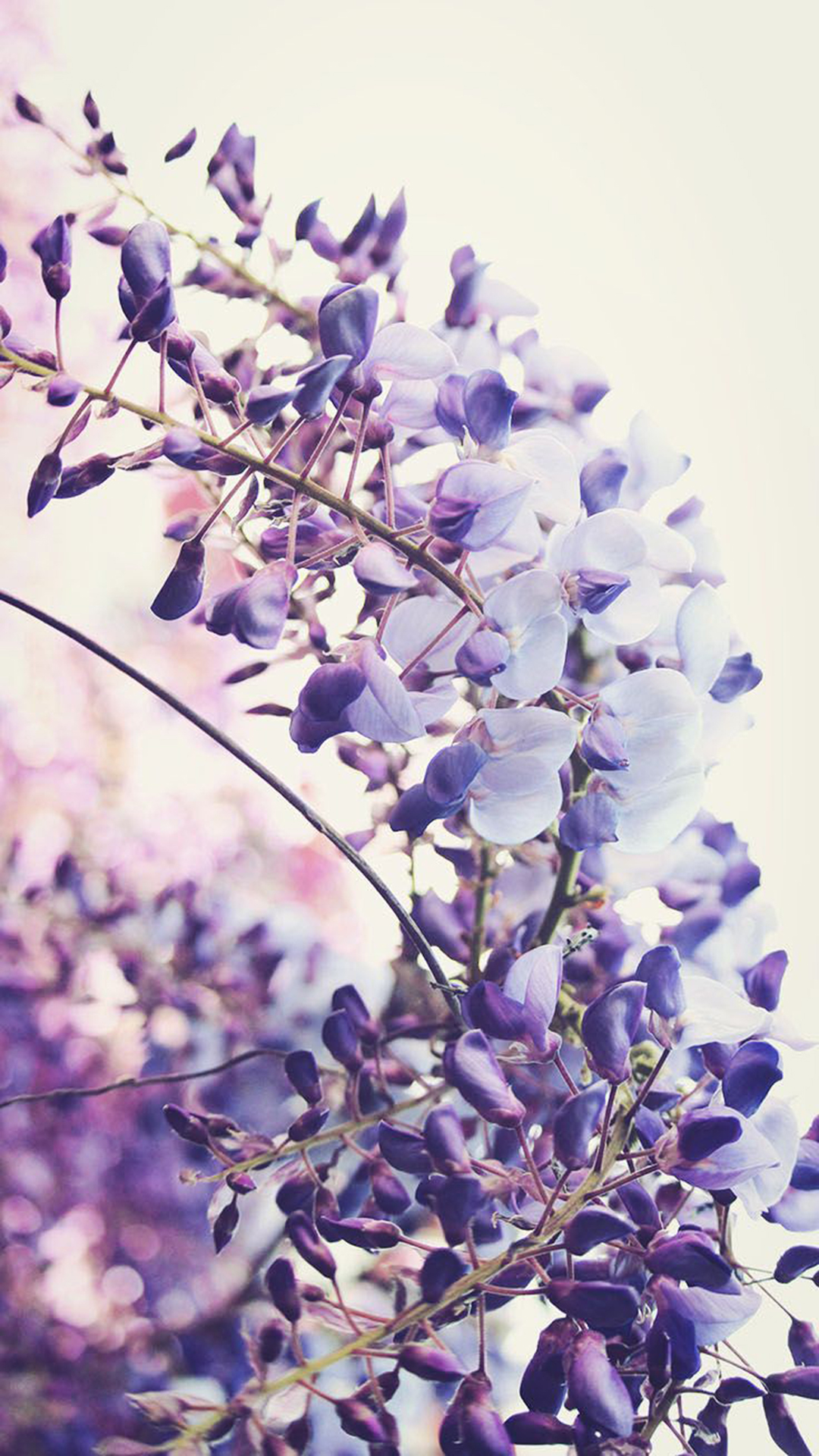 Purple Lavender Wallpapers