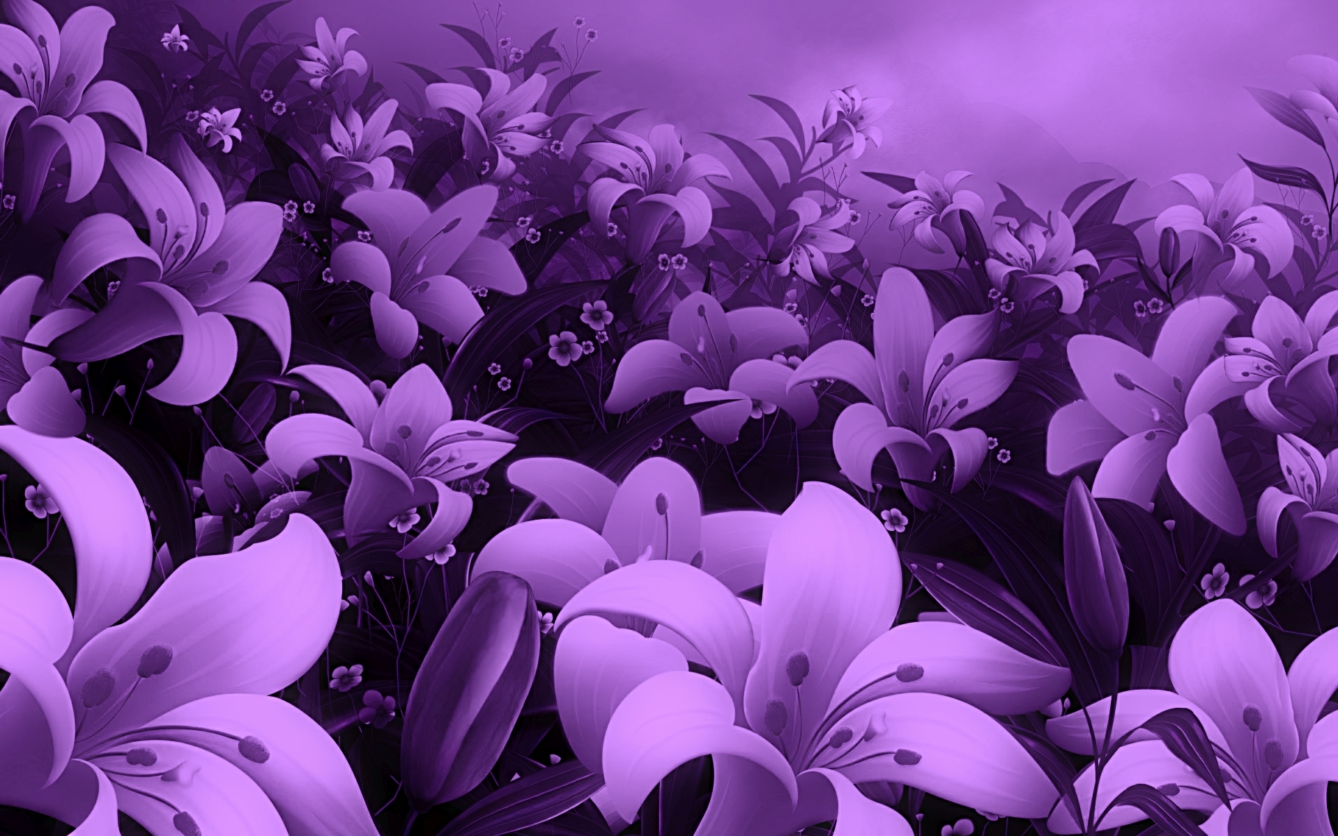 Purple Lily Wallpapers