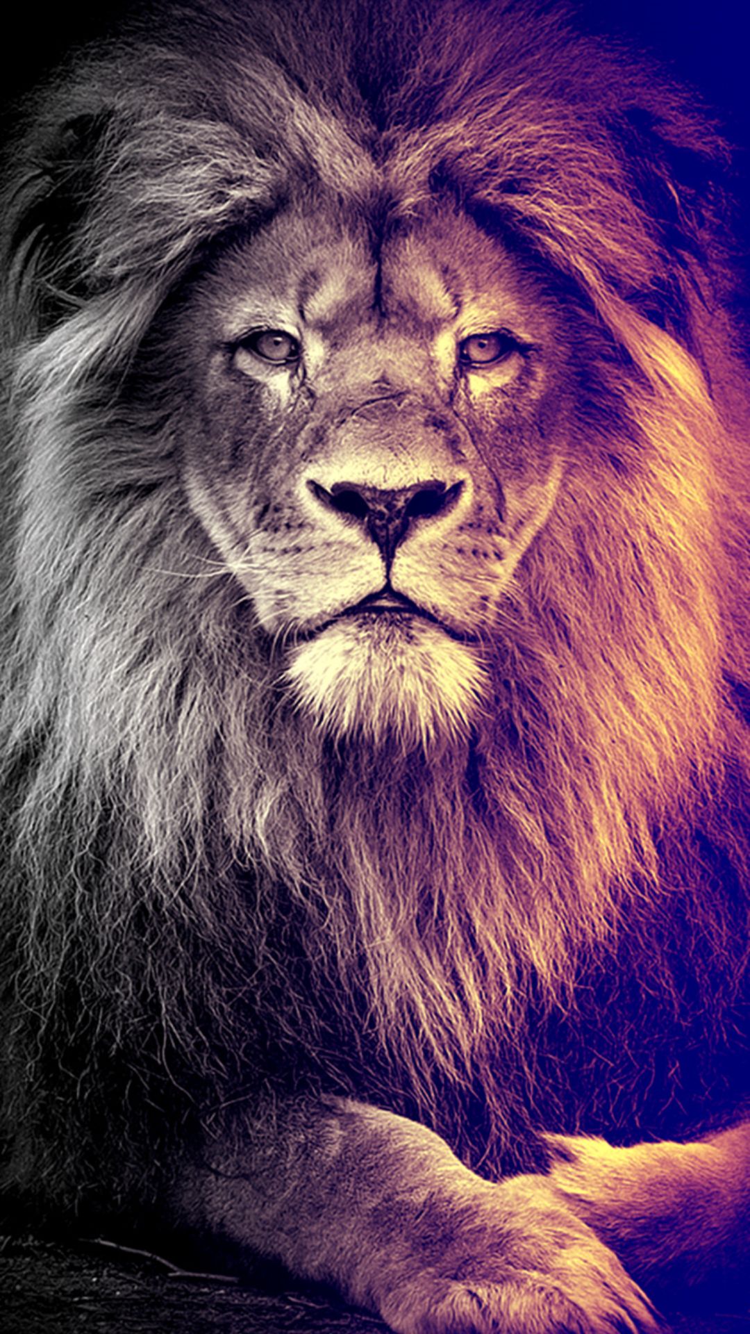 Purple Lion Wallpapers