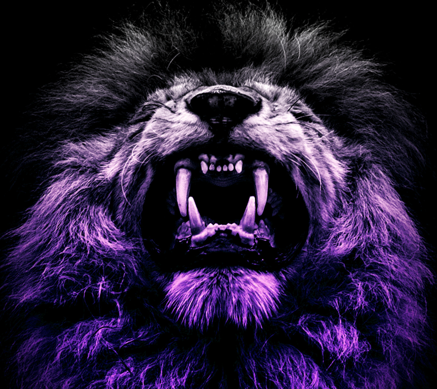 Purple Lion Wallpapers