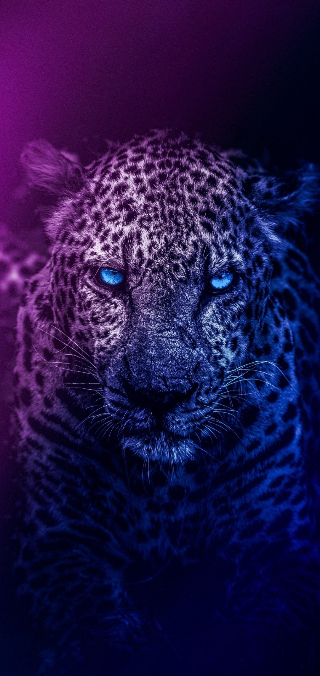 Purple Lion Wallpapers