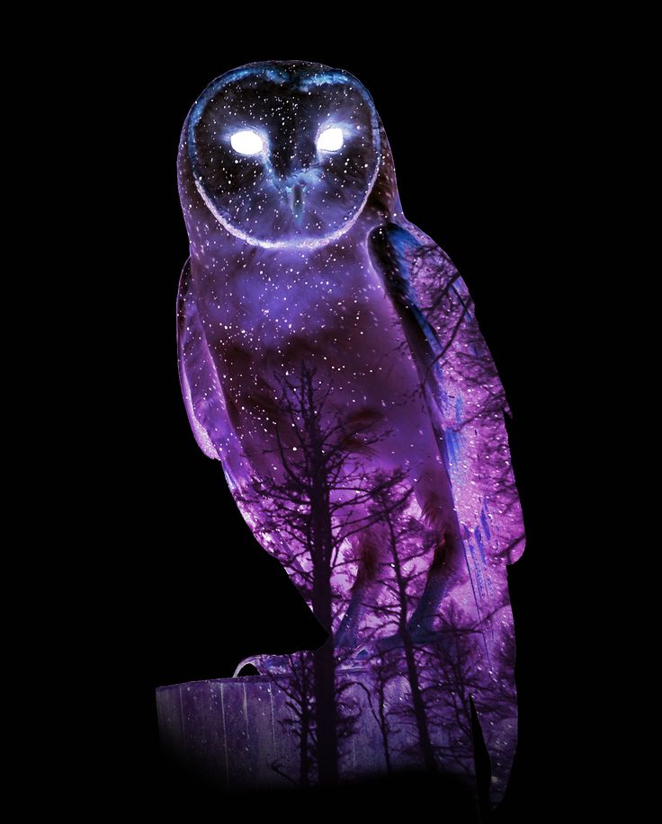 Purple Owl Wallpapers