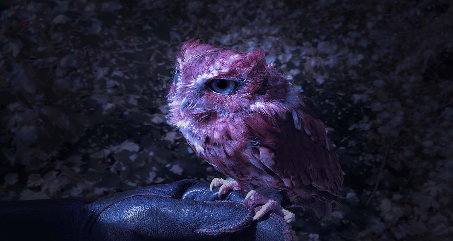 Purple Owl Wallpapers