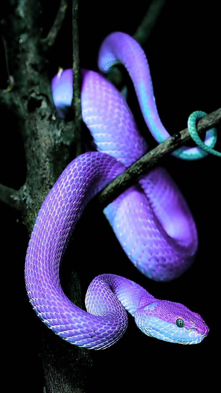 Purple Snake Wallpapers