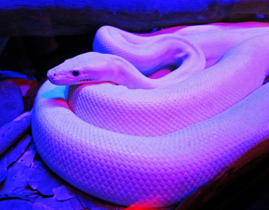 Purple Snake Wallpapers