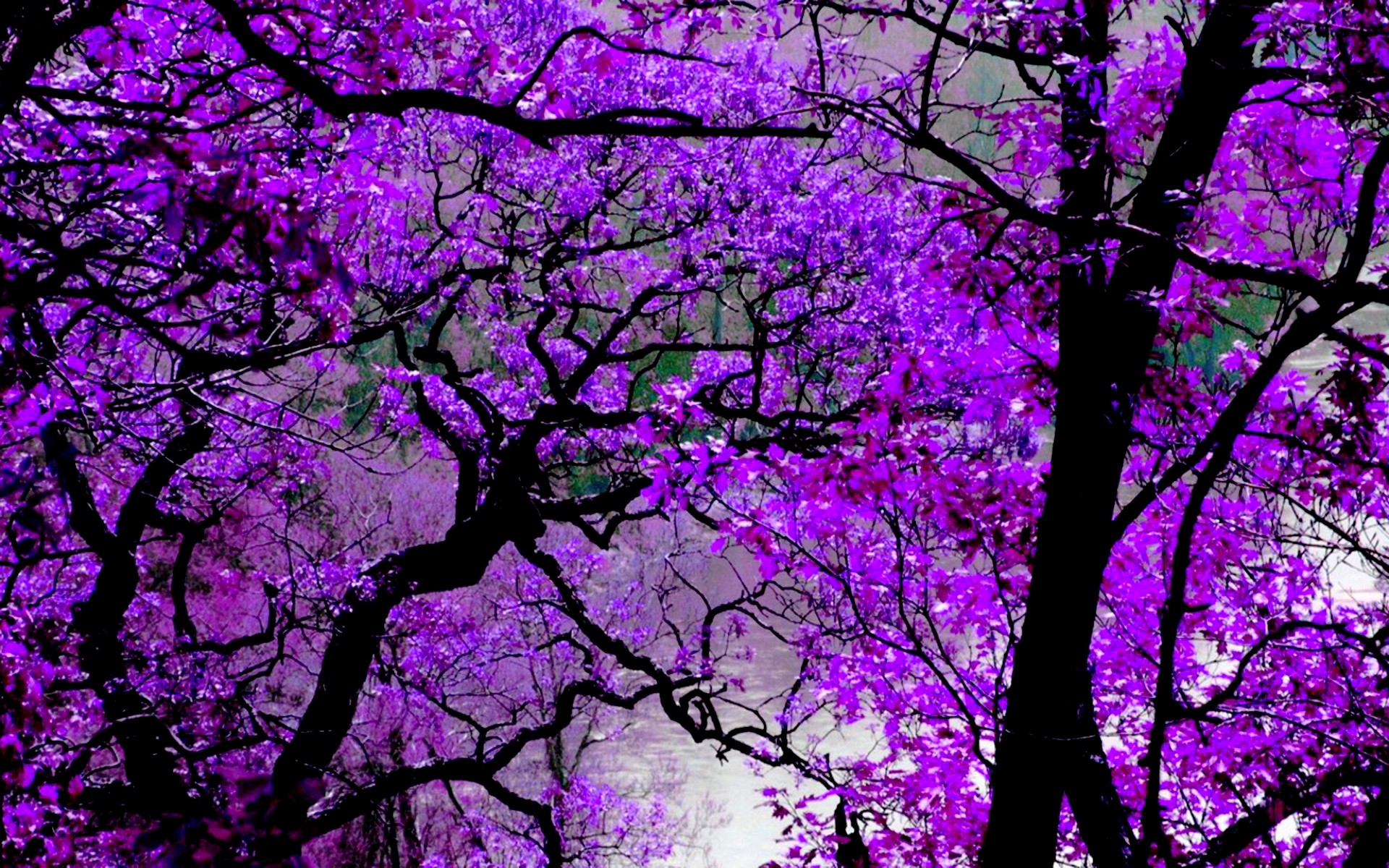 Purple Tree Wallpapers