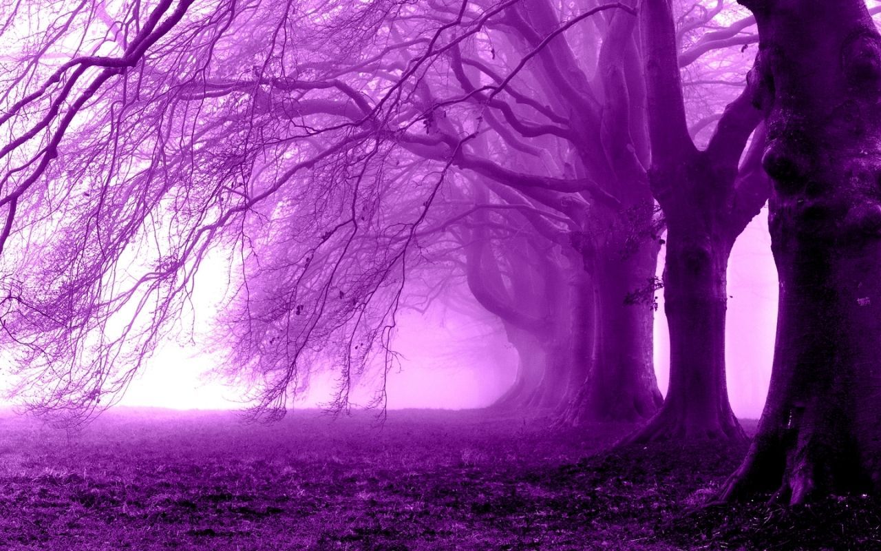 Purple Tree Wallpapers