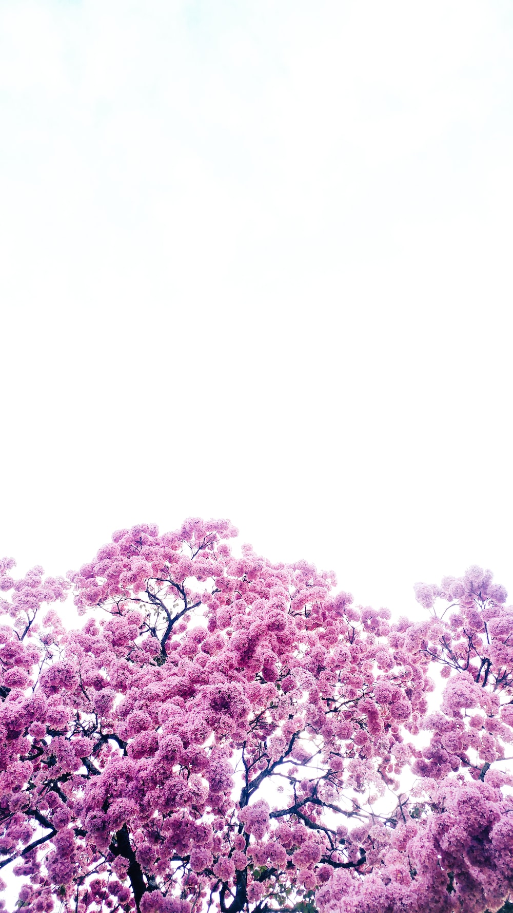 Purple Tree Wallpapers