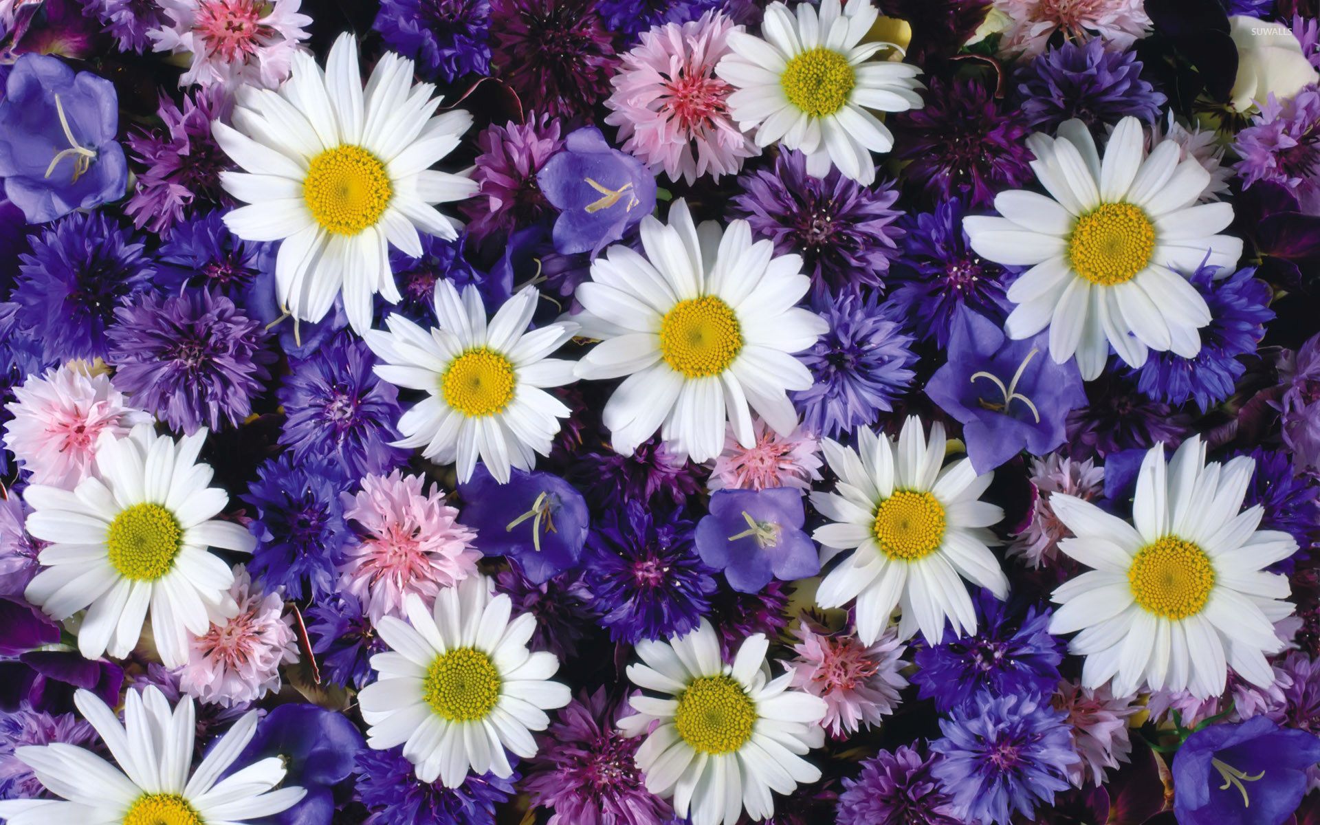 Purple White Wallpapers