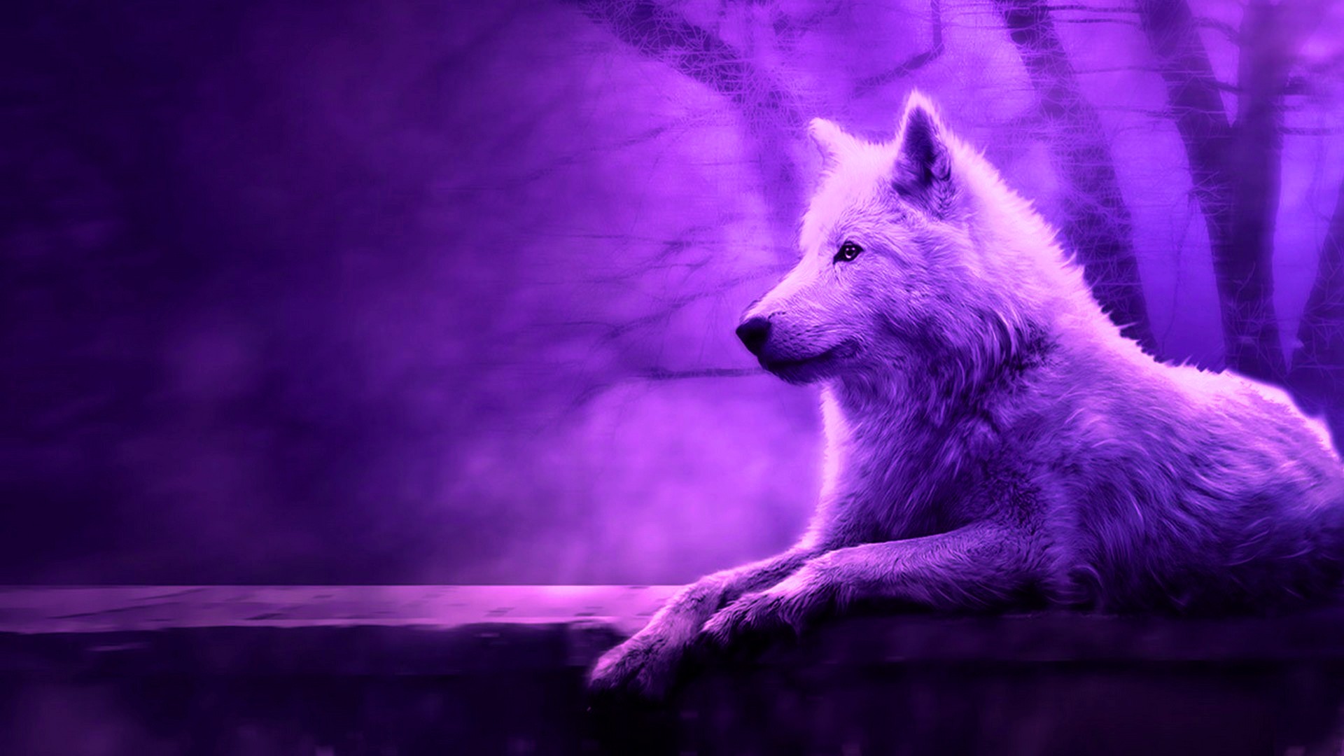 Purple Wolf Wallpapers