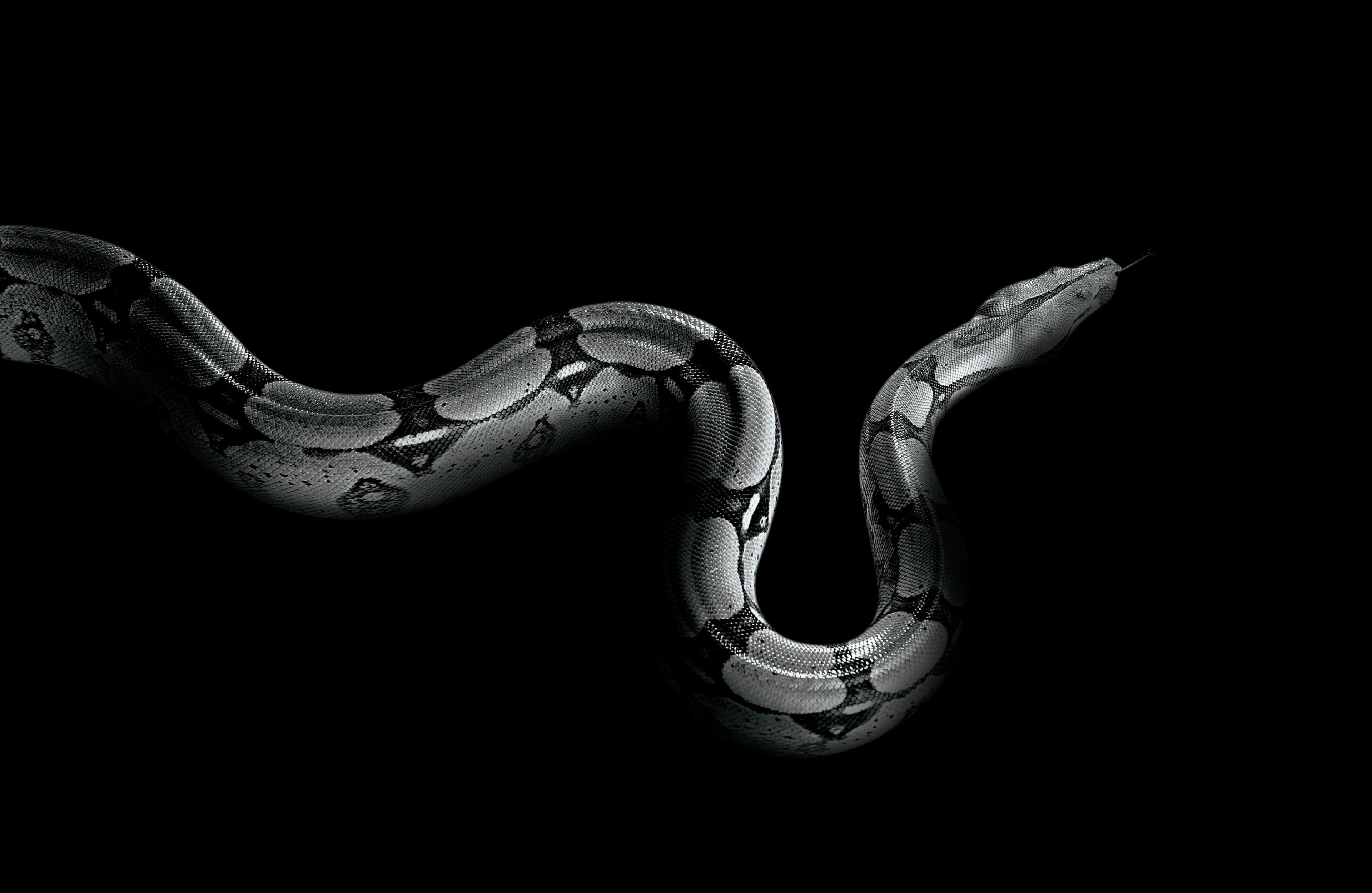 Python Snake Wallpapers