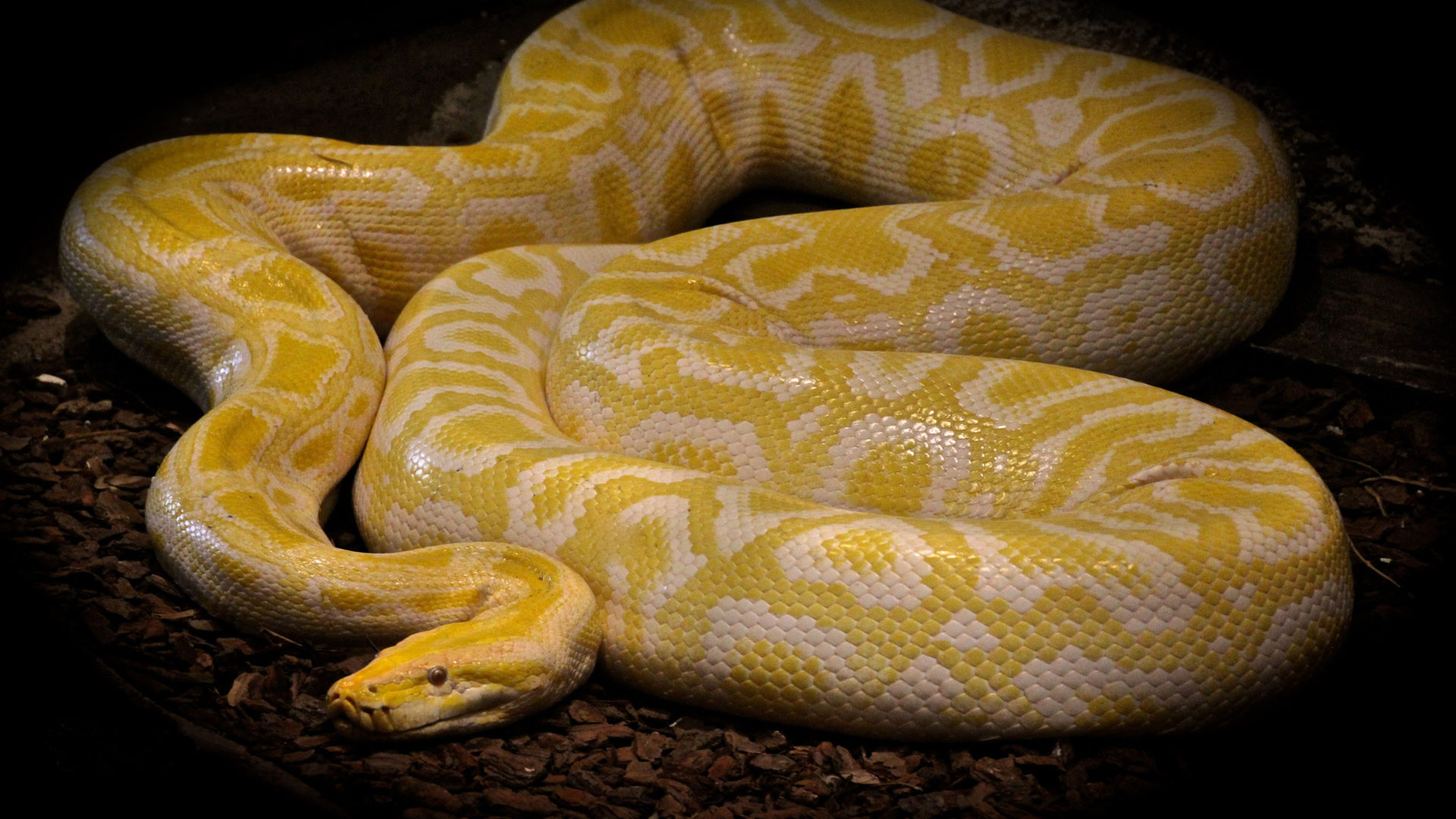 Python Snake Wallpapers