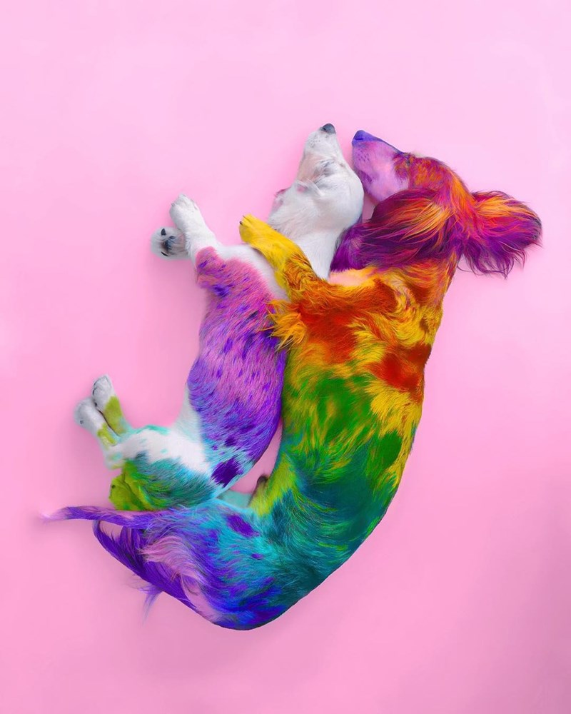 Rainbow Animals Wallpapers