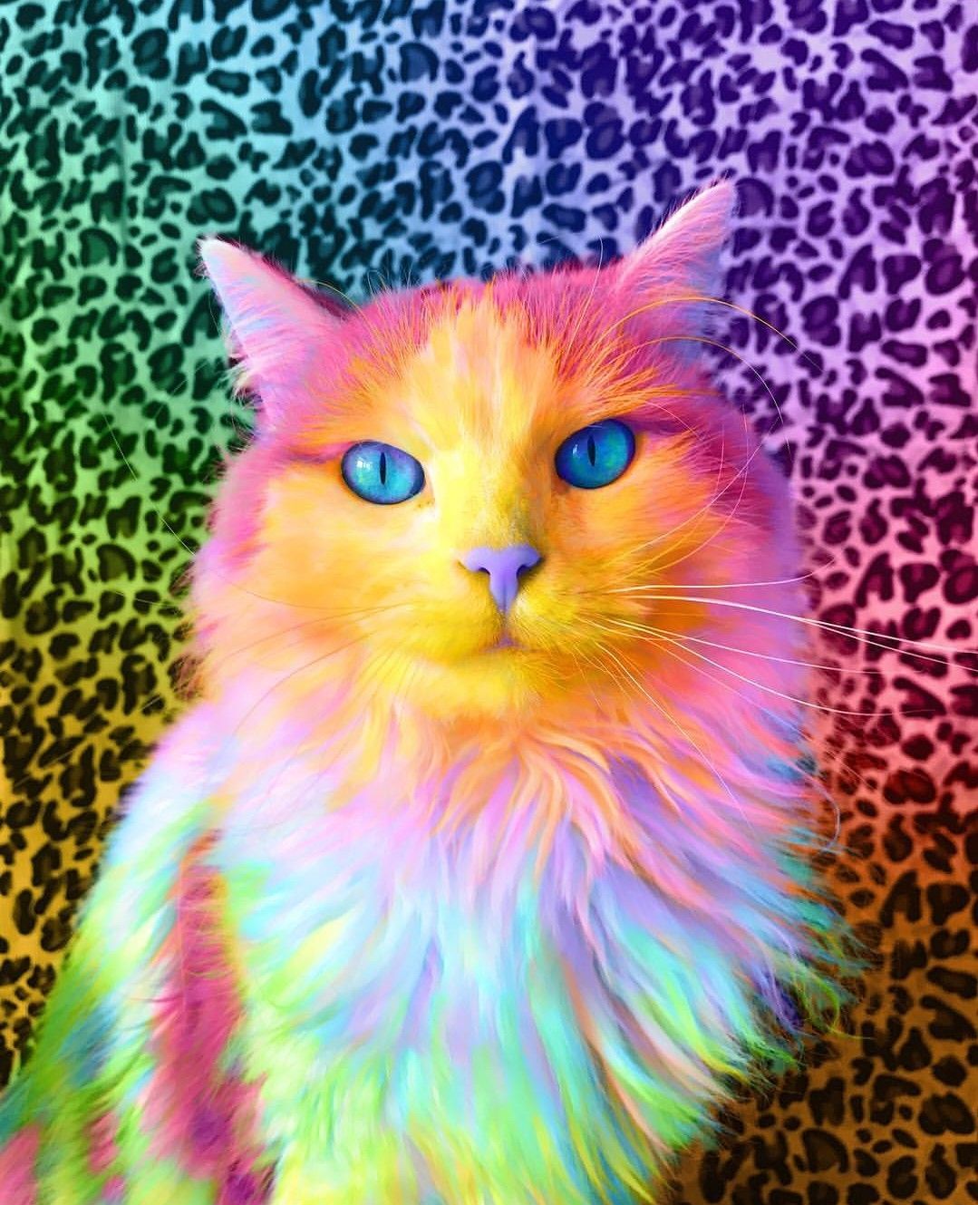 Rainbow Animals Wallpapers