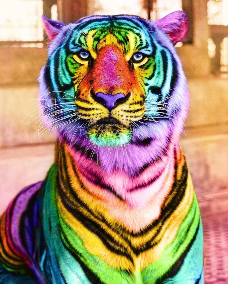 Rainbow Animals Wallpapers