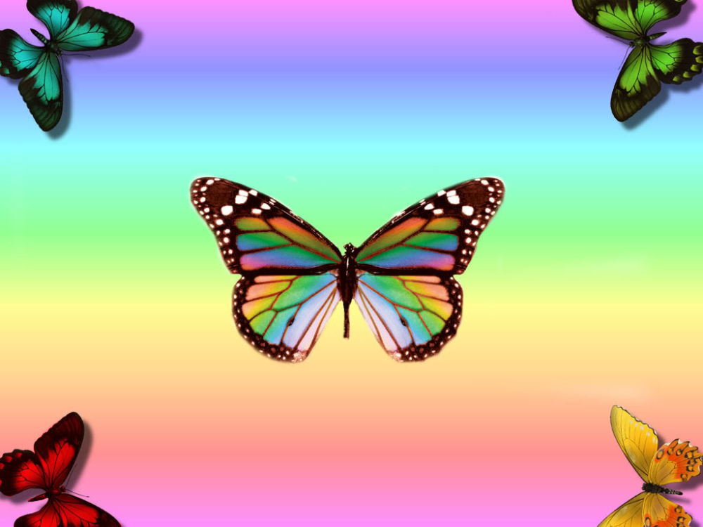 Rainbow Butterfly Wallpapers