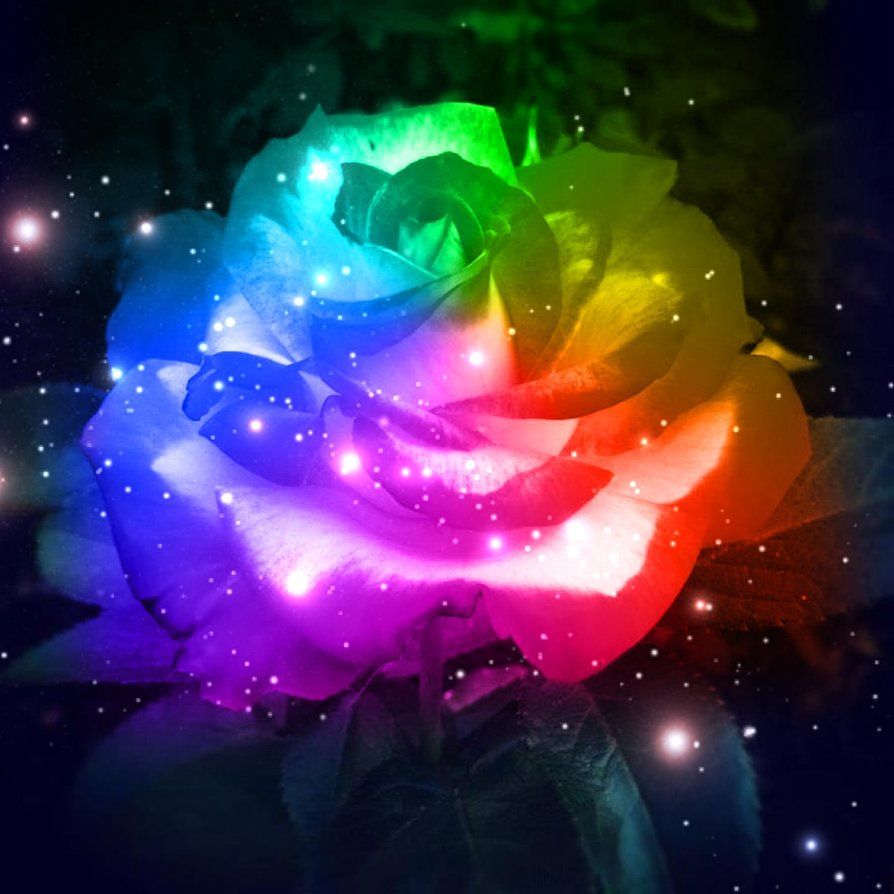 Rainbow Rose Wallpapers