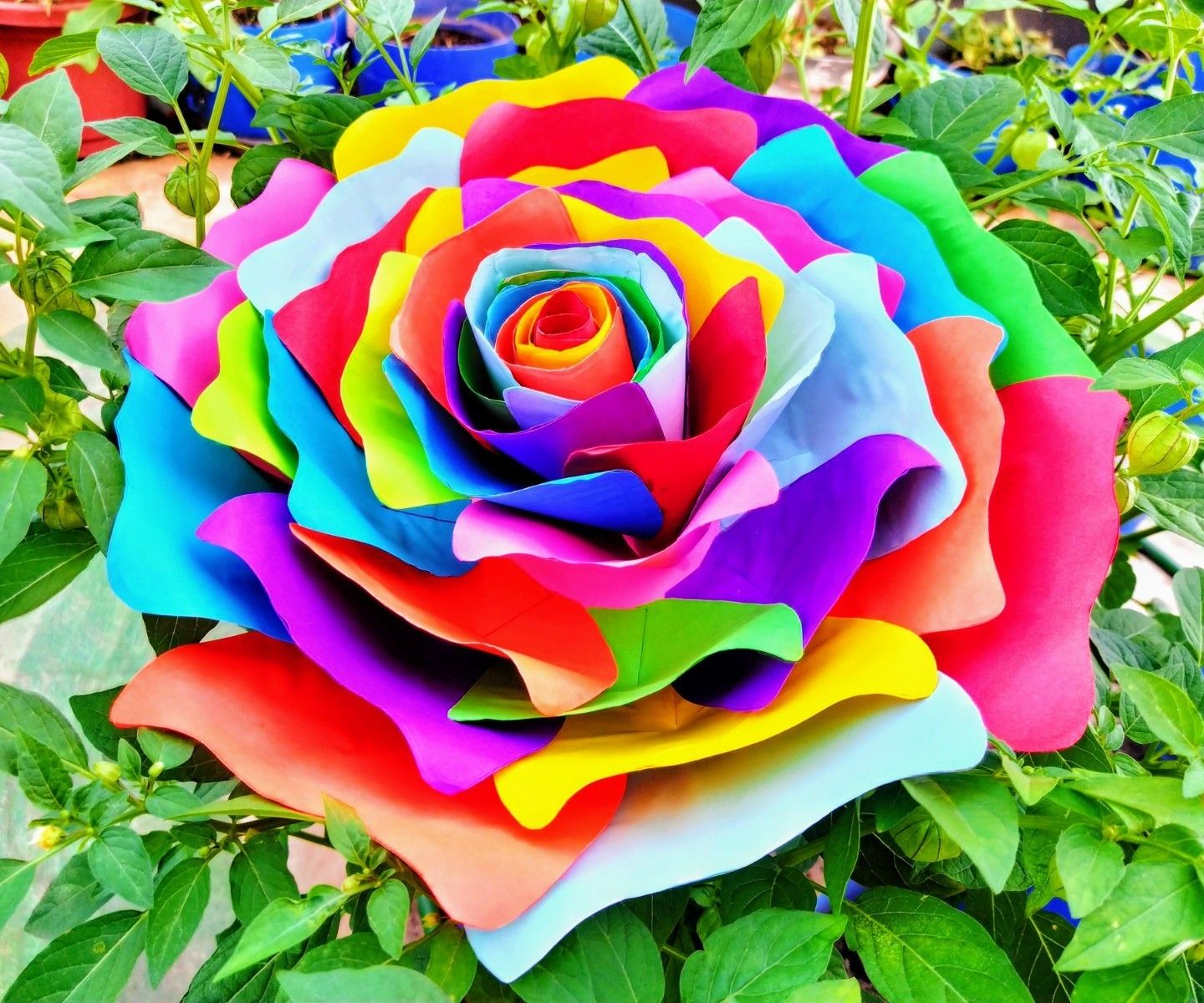 Rainbow Rose Wallpapers